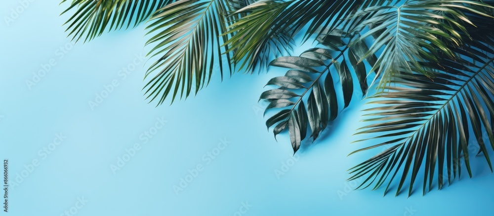 Poster Top view of palm leaves on a blue background, creating a summer-themed composition with a flat lay design providing ample copy space image.