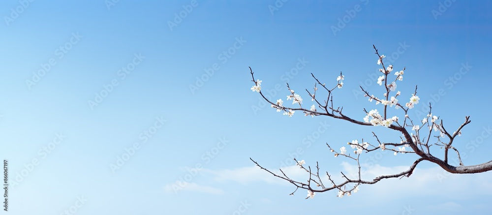 Poster a branch of a tree against a blue sky provides a serene and picturesque copy space image.