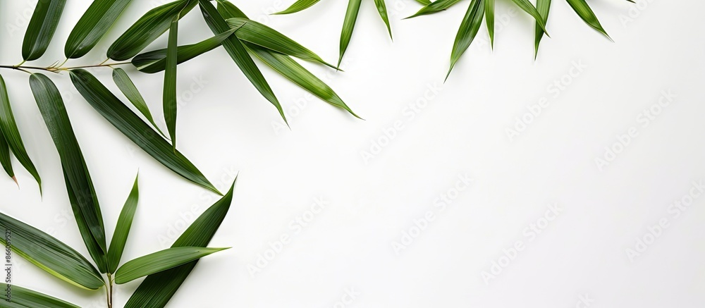 Poster bamboo leaves arranged with copy space image on a white background.