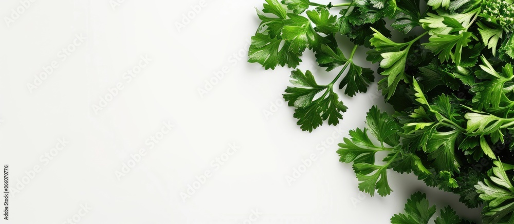 Aufkleber copy space image featuring parsley on a white background.