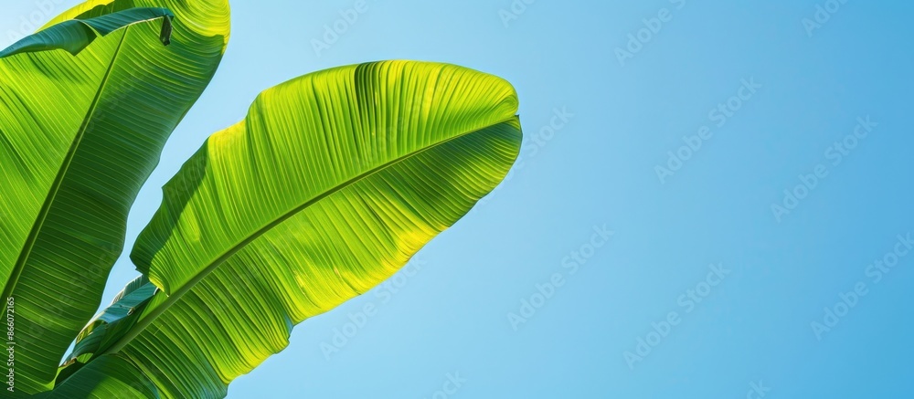 Poster a green banana leaf set against a clear blue sky, providing ample copy space for text or graphics.