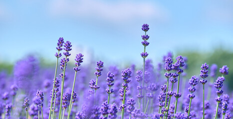 イングリッシュラベンダーのつぼみ / English lavender buds