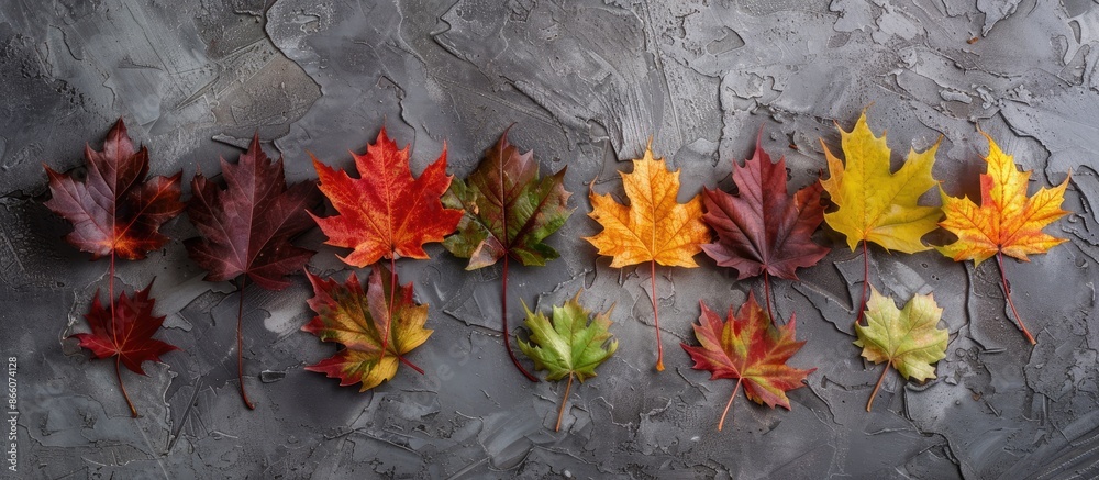 Leinwandbilder autumn maple leaves decor in various colors on a textured gray backdrop with copy space image. vinta
