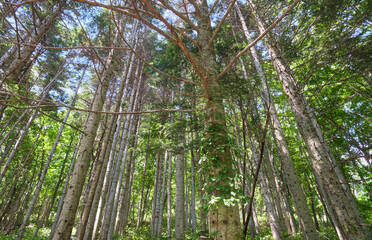 Fototapety na wymiar - Fototapeta24.pl