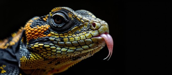 Fototapeta premium Close-up image of a reptile licking its face with a black background and copy space image.