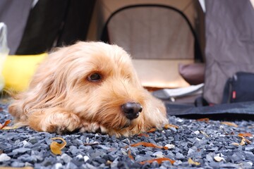 Cocker Spaniel puppy dog ​​​​​​laying on the ground on for camping background.Cocker Spaniel mixed with Poodle.