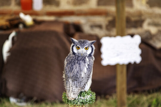 Eagle owl on display