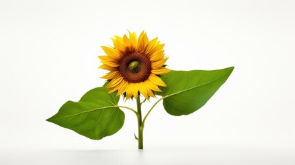 Obraz premium Vibrant sunflower in full bloom with yellow petals and green leaves on a white background.