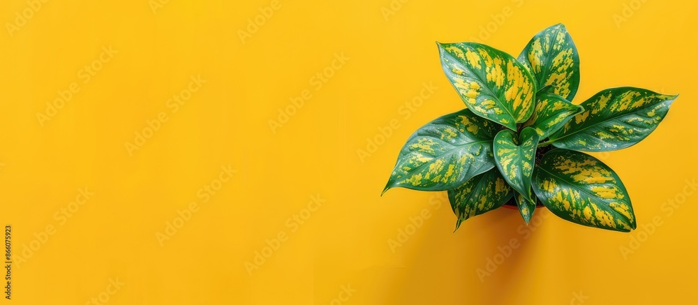 Poster Top view of a small houseplant on a yellow backdrop with copy space image.