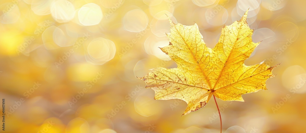 Aufkleber fall-themed image with a yellow maple leaf on a blurred background, ideal for creating a seasonal gr