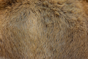 close up of fur texture	