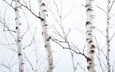 Obraz premium Majestic Birch Tree Standing Tall: Detailed Realistic Photography of Elegant White Bark and Delicate Leaves on White Background