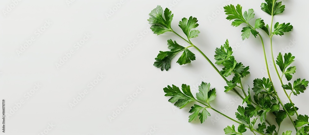 Sticker copy space image featuring parsley on a white background.