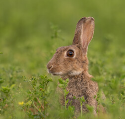Lapin de garenne sauvage, sous une belle lumière, lapin de très près, très joli, très détaillé