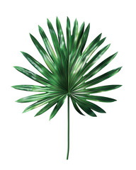 Fototapeta premium Single Green Palm Leaf