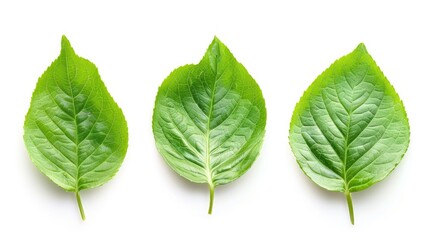 Three fresh green leaves isolated on a white background