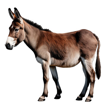 donkey photo on a transparent background