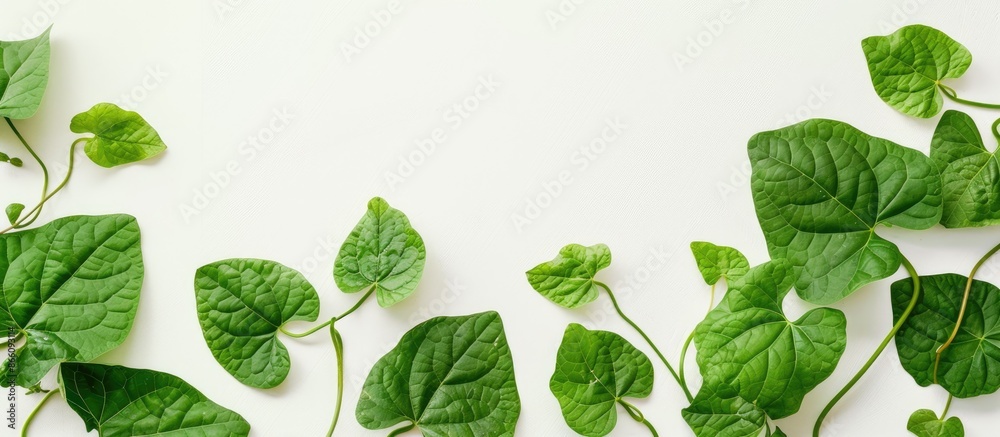 Poster isolated on the white backdrop is a photograph of sweet potato leaves, with plenty of space around f