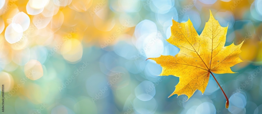 Leinwandbilder fall-themed image with a yellow maple leaf on a blurred background, ideal for creating a seasonal gr