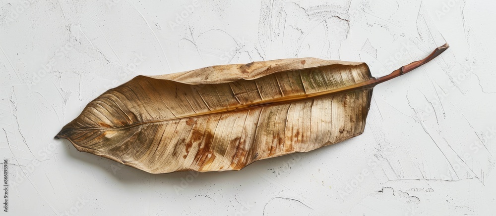 Poster top-down view of a dried organic banana leaf on a white surface, ideal for food concepts and featuri