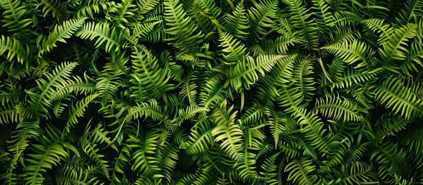 Horizontal background pattern of textured tassle ferns or green bushes with copy space image.
