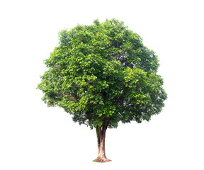 Isolated (Burma padauk) Pterocarpus macrocarpus trees on white background. tropical trees isolated used for design,