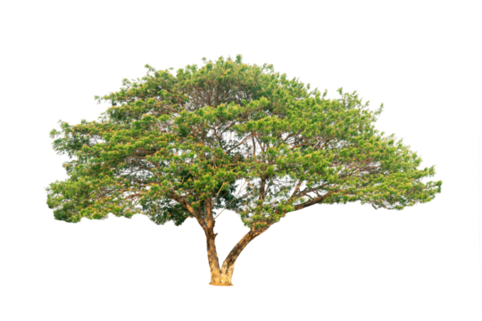 isolated rain tree, Common name : saman, rain tree, monkeypod, giant thibet, inga saman, cow tamarind, East Indian walnut, Binomial name : Albizia saman