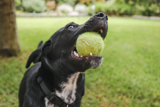 Energetic black Kelpie x Labrador mixed breed dog playing outdoors in backyard with tennis ball