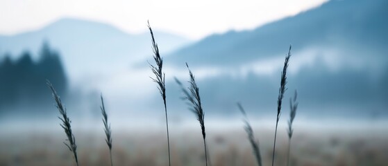 Silhouetted grass in a misty meadow, dense fog, forest and mountain background, magical and serene, representing longevity and abundance