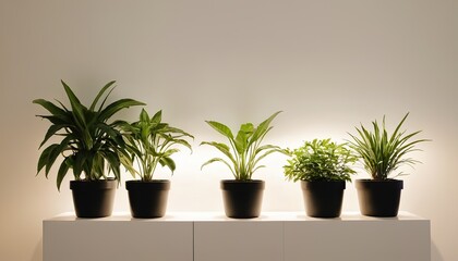 a potted plant on a table in front of a green wall with a light green wall behind it and a white vase with a green leafy plant in it.