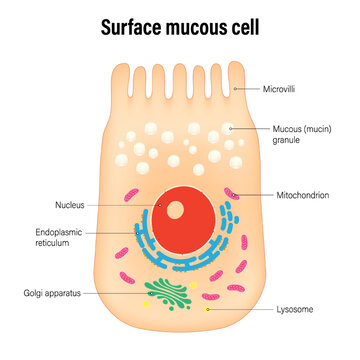 The surface mucus cells (foveolar cells) of the stomach wall vector. Types of secretory cells in gastric glands.