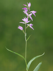 Red helleborine orchid with pink flower, Cephalanthera rubra