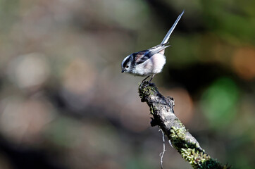 Long tailed tits feeding in the woods