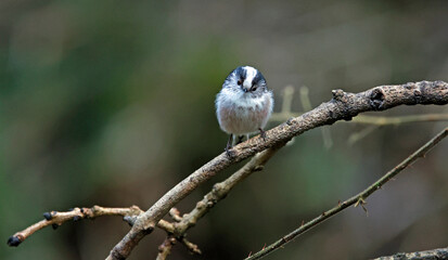 Fototapeta premium Long tailed tits feeding in the woods
