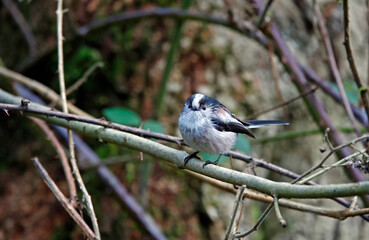 Long tailed tits feeding in the woods
