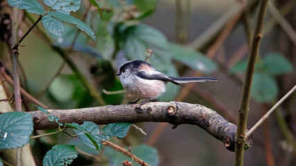 Long tailed tits feeding in the woods