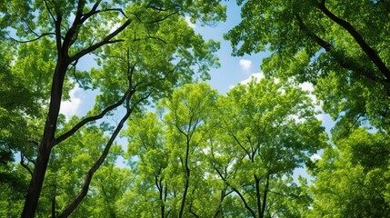Fototapeta premium green leaves in the forest