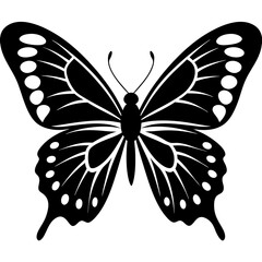 black and white butterfly