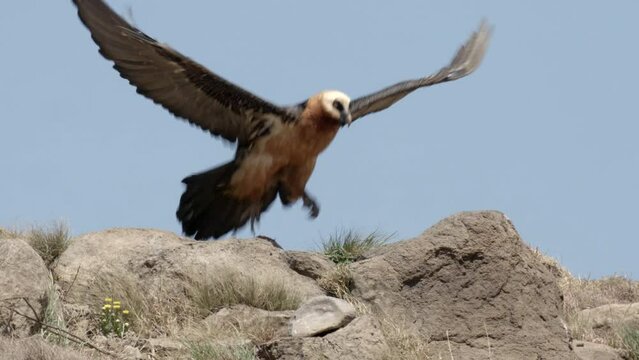Endangered Bearded Vulture Stands on Rocks then Takes Flight to Look for Food