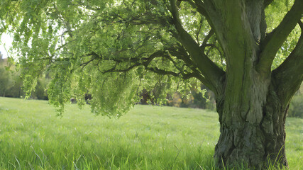 Obraz premium Serene willow tree gracefully cascading over lush green meadow in springtime, perfect for nature lovers and peaceful landscapes, calming and inspiring