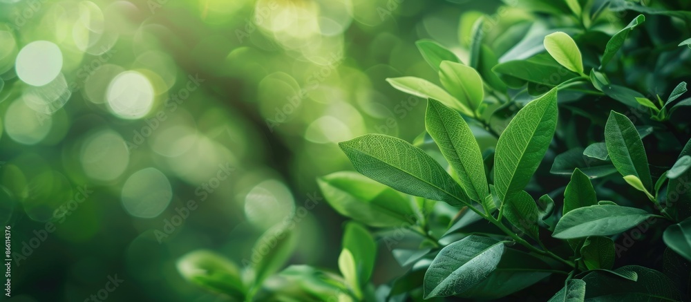 Poster green leaves in close-up with a blurred natural backdrop. ideal for writing or placing text in the c