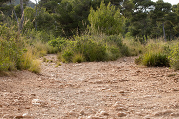 Rocky hiking trail with forest and mountain in background