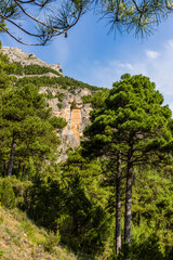 pine Salgareño, pinus nigra, Loma del Calar de Cobo , Natural Park of the Sierras de Cazorla, Segura and Las Villas , province of Jaén, Spain