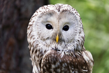 Ural owl on a log in summer forest (Strix uralensis).