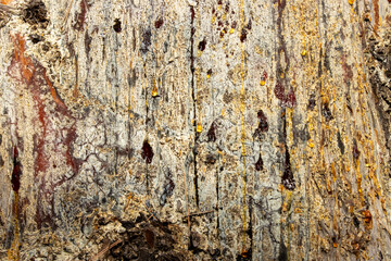 Resin dripping on tree