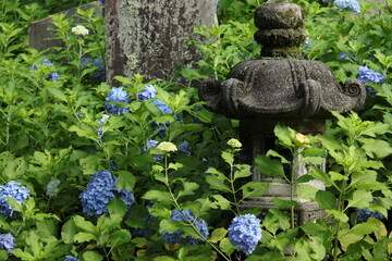 日本庭園　アジサイ
