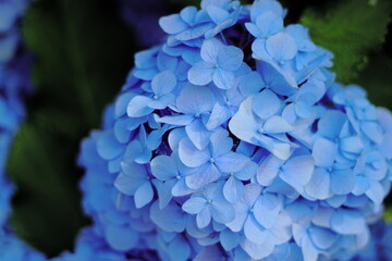 Fototapeta premium 青い紫陽花のクローズアップ 美しい紫陽花 満開の青い紫陽花