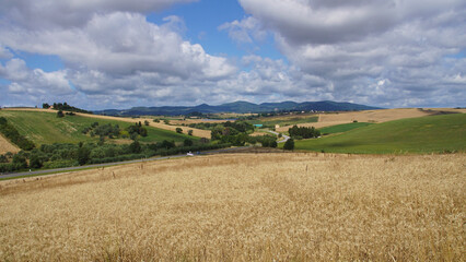 field of wheat and sky