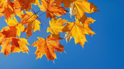 Obraz premium Maple leaves on a sunny autumn day against a deep blue sky
