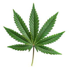 Very detailed studio photo of marijuana leaf on transparent background Generative Ai